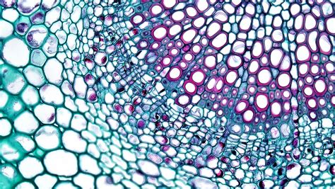 Angiosperm Morphology: Cambium in Midrib Vascular Bundle o… | Flickr