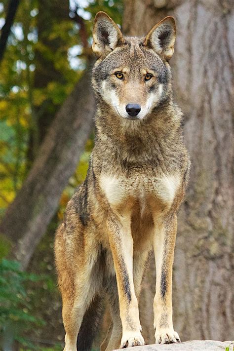 RETURN OF THE RED WOLF: Red Wolf Annual Health Exams at PDZA