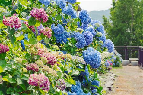 Hydrangea in 2019 on Behance