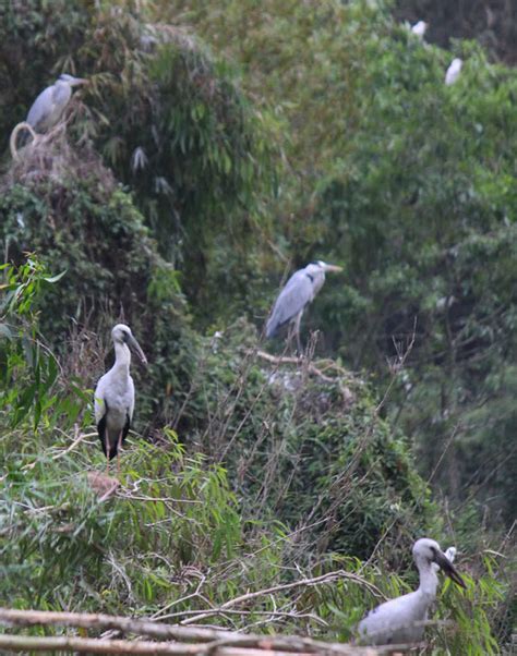 Bird watching in Thung Nham bird garden in Ninh Binh