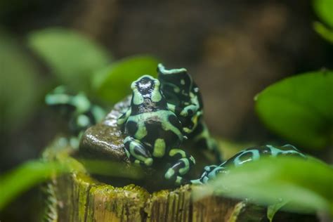 Green and Black Poison Dart Frog - Milwaukee County Zoo