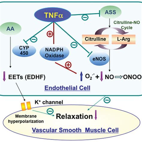 (PDF) Role of TNF-Alpha in Vascular Dysfunction