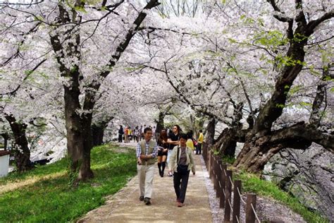 Top 9 Cherry Blossom Spots in Tohoku and Hokkaido