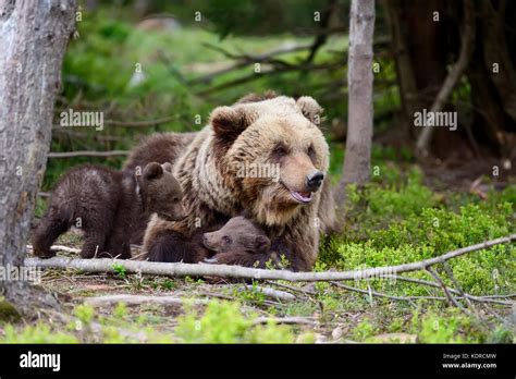 Brown bear with cubs in forest Stock Photo - Alamy