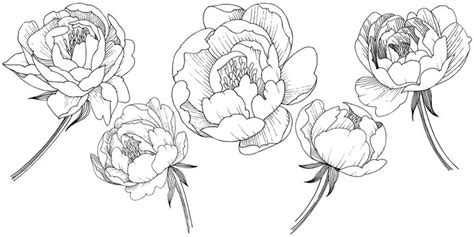 Peony Flower Images – Browse 501,637 Stock Photos, Vectors, and Video ...