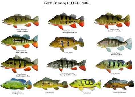 Can anyone name all these Cichla species without looking them up? in ...