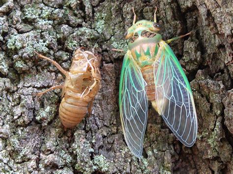 Cicada / Periodical Cicadas National Wildlife Federation - Insect ...