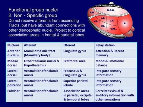 Thalamus, anatomy of thalamus, Thalamus PPT