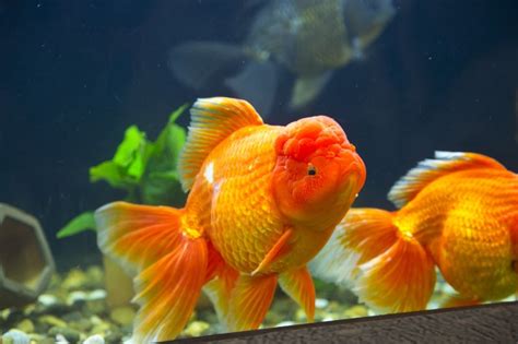 Oranda Goldfish Breed Guide: Care, Information, & Pictures