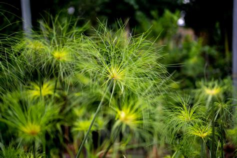 Cyperus papyrus - Architectural Plants