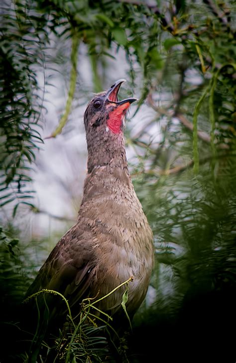 Birding Is Fun!: Plain Chachalaca