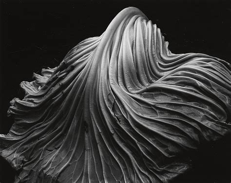 edward-weston-cabbage-leaf.jpg — Are.na