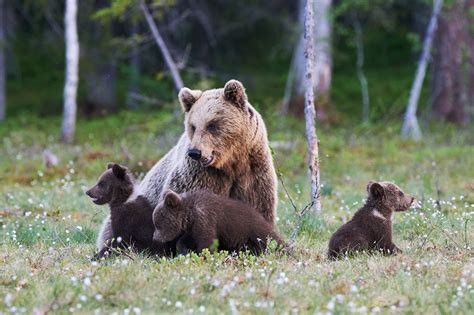 Hunter mauled by mama grizzly after surprising her and three cubs in Alaska