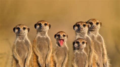 Meerkat family | t3hwin.com