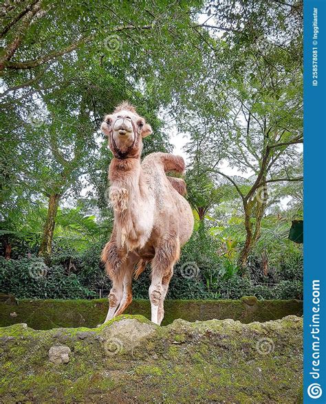 A Bactrian Camel Looks at Visitors at a Zoo Themed on Wildlife and ...