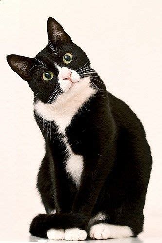 Tuxedo cat! | Gatos bonitos, Gatitos adorables, Gatitos lindos