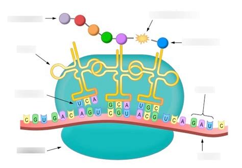 Transcription And Translation Diagram Labeled Provides you the best ...