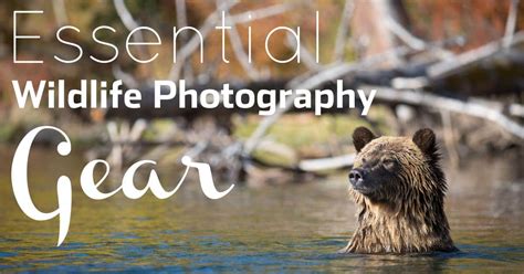 9 Essential Pieces Of Wildlife Photography Gear (+ One Myth!)