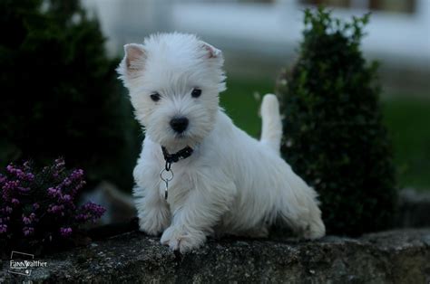 Pin van Marie Decaux op Westies | Honden, Hondjes, Dieren