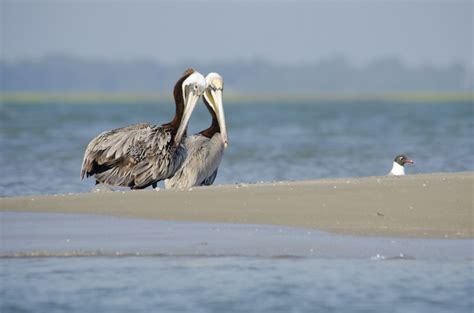 Kiawah Island: You've got a friend in me. #KiawahIsland #wildlife # ...