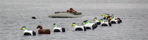 Sea Duck Hunting Methods - Ledge, Layout & Boat - Bold Coast Outfitters