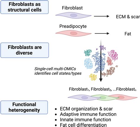 Frontiers | Essential immune functions of fibroblasts in innate host ...