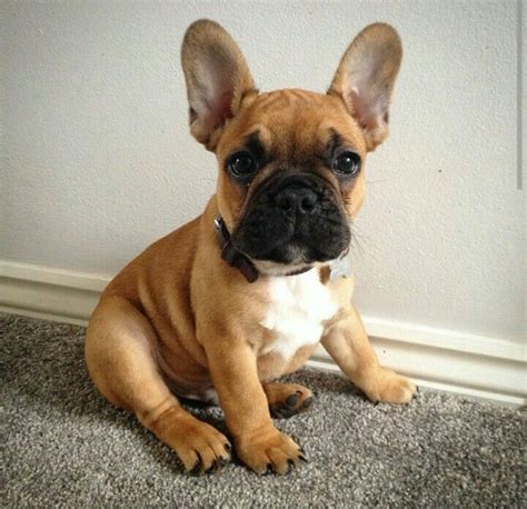 Bouledogue français | Bouledogue Français ️ | Pinterest | Bouledogue ...