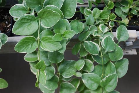 Common Green and White Vinca Vine | Fogler's Greenhouse | Rochester