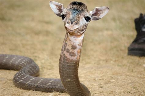 Sniraffe : r/HybridAnimals