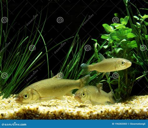 Common Dace, Leuciscus Leuciscus Stock Image - Image of cyprinidae ...