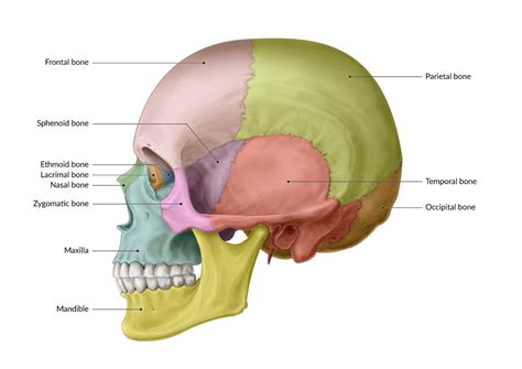 Sphenoid Bone Anatomy, Sphenoid Bone Location Structure Function ...