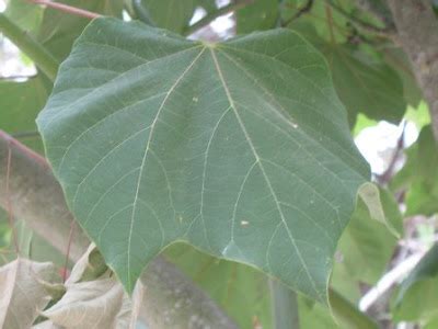 The World´s Tree Species: Chinese Parasol Tree - Firmiana simplex