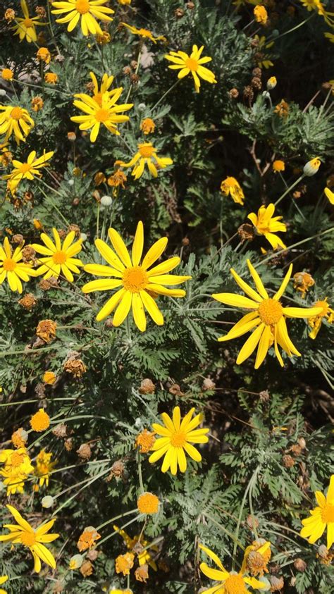 Yellow Daisy | Plants, Plant fungus, Botanical