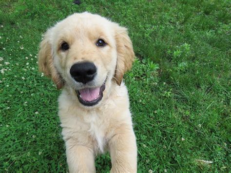 Golden Retriever Puppies: Everything You Need to Know | The Dog People ...