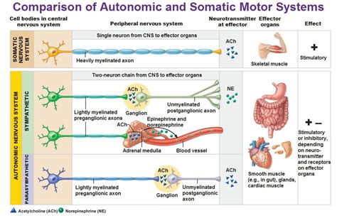 Somatic and Autonomic Nervous System