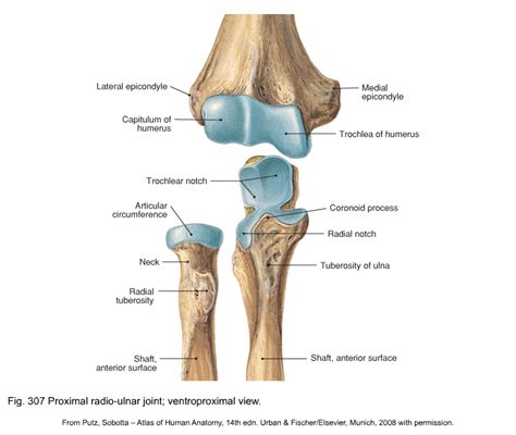 Anatomy Of Elbow Joint - Anatomy Reading Source