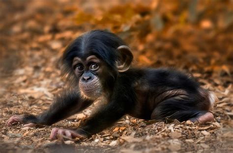 a cute little chimpanzee | animal shelter | Pinterest