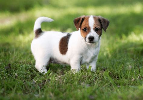 Jack Russell Terrier Breed Information | Puppies For Sale Online