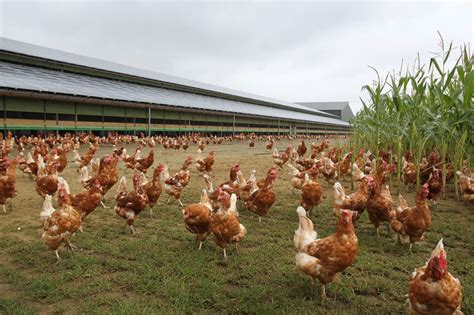 Blueprint for sustainable egg production - Poultry World