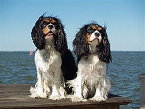 How To Train a Cavalier King Charles Spaniel Training - YouTube