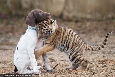 This Puppy Was In For A Surprise When This Tiger Cub Came Up To Him ...