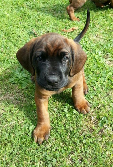 Bavarian Mountain Hound Pups | Hound puppies, Bavarian mountain hound ...