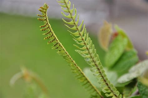 Nephrolepis cordifolia (Nephrolepidaceae) image 34176 at PhytoImages ...