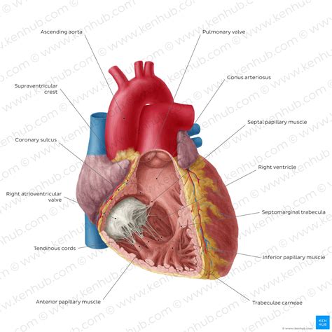 Heart ventricles: Anatomy, function and clinical aspects | Kenhub