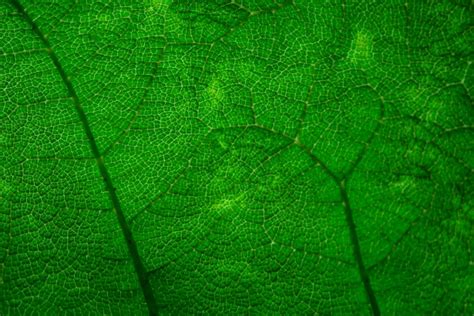 Green Leaves Texture Free Stock Photo - Public Domain Pictures