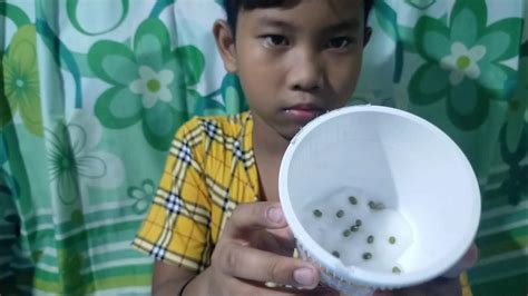 Monggo Seeds Germination using cotton balls - YouTube