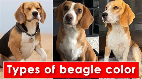 Top 10 Standard types of beagle colors / Types of beagle dog colors ...