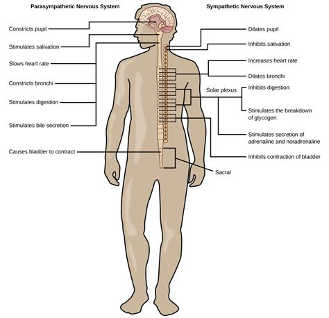 16.4 The Peripheral Nervous System – Concepts of Biology-1st Canadian ...