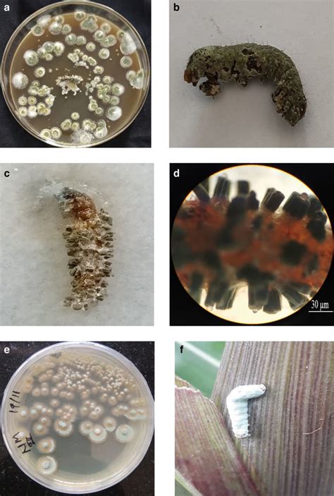 4 (a) Entomopathogenic fungi Metarhizium anisopliae grown on potato ...