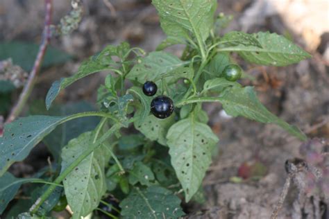 Solanum Nigrum Edible Leaves